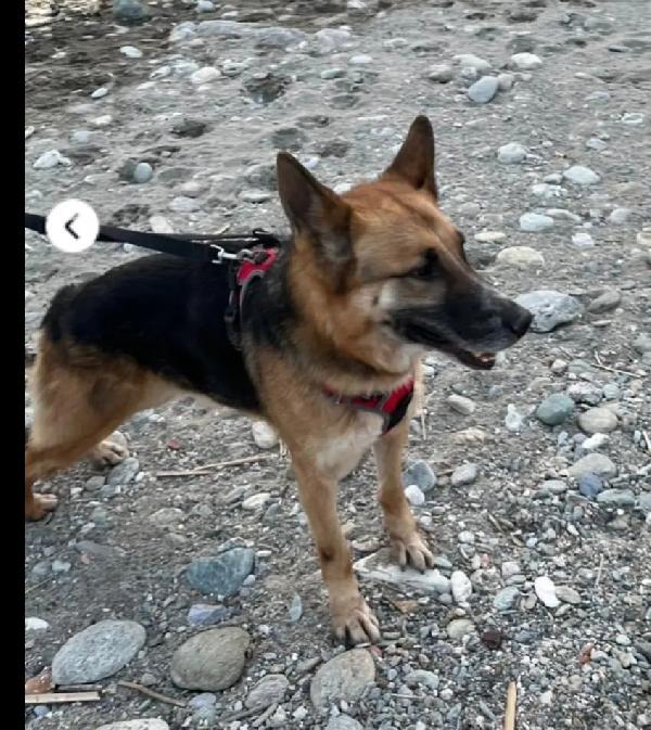 Pastore Tedesco adulto salvato e salito a SAVONA in stallo Foto 4
